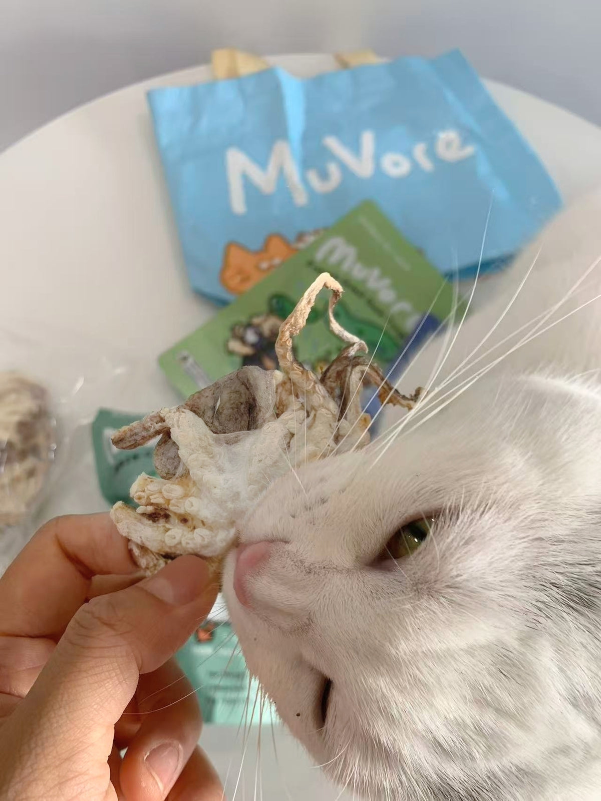 White cat eating a freeze dried baby octopus held by a hand with MuVore pet treats in the background.