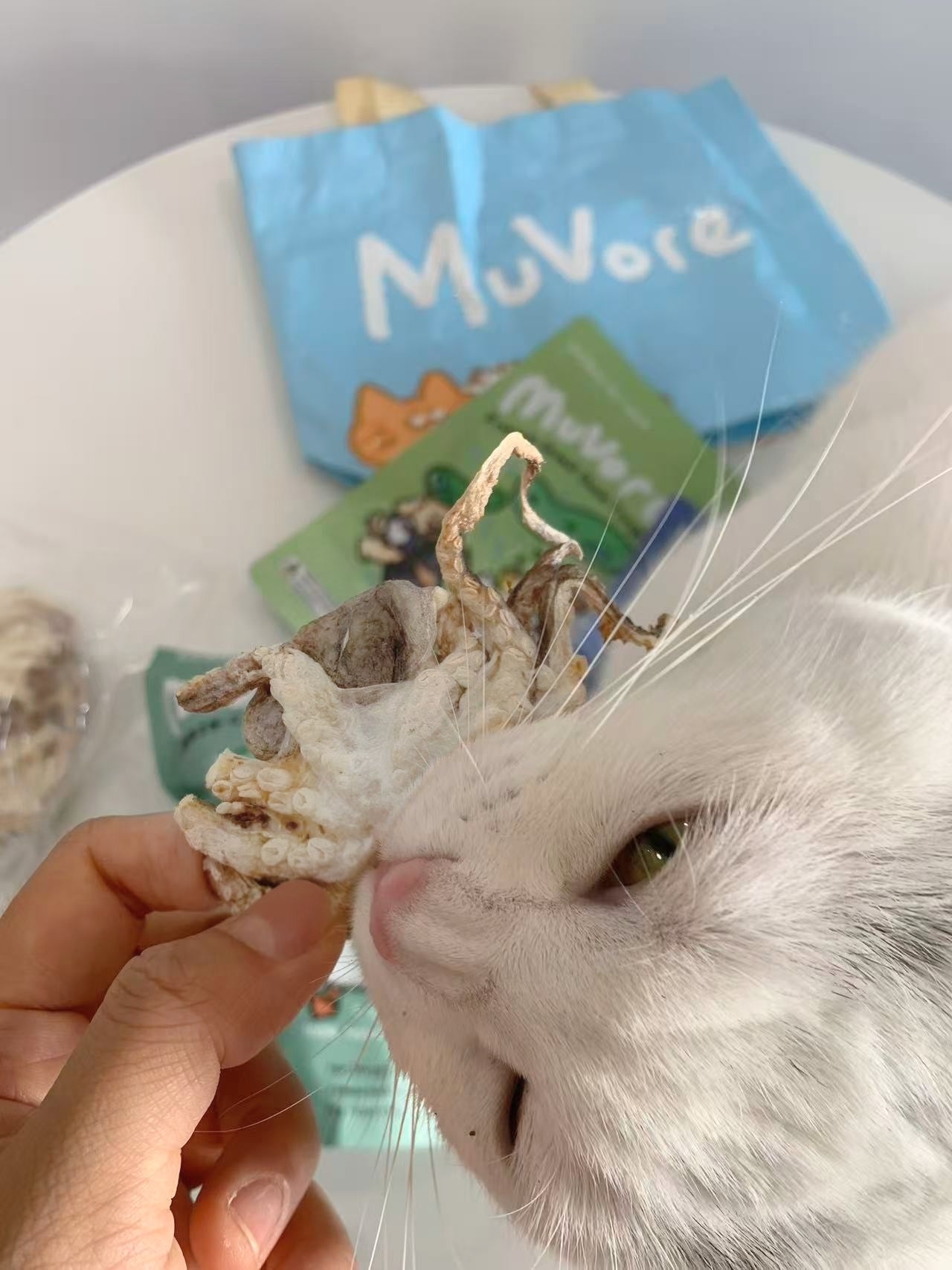 White cat eating a freeze dried baby octopus held by a hand with MuVore pet treats in the background.