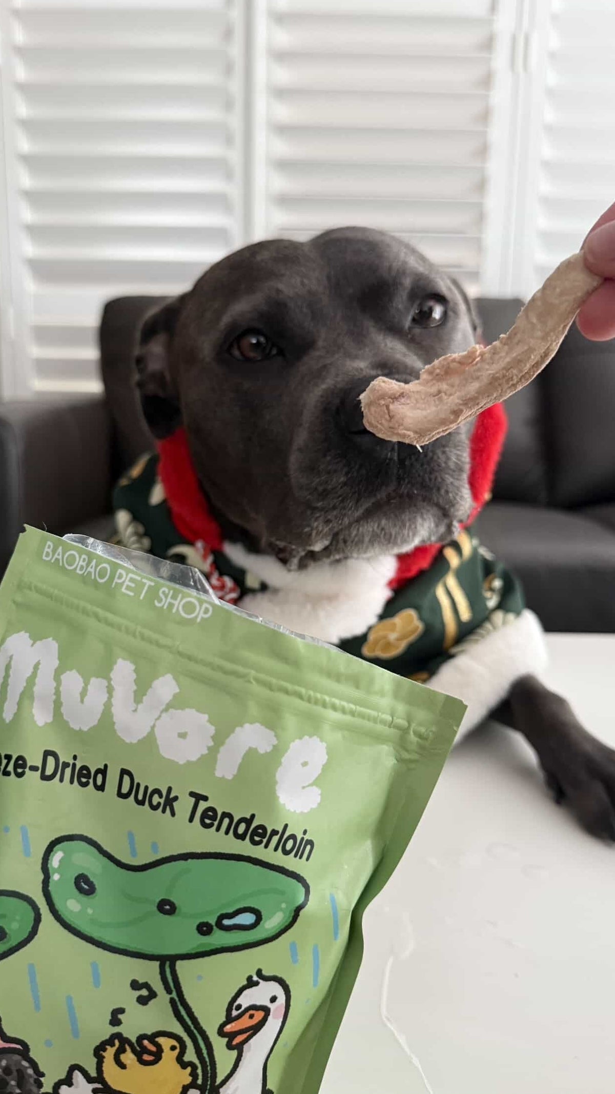 Dog holding a package of MuVore freeze-dried duck tenderloin with a treat in its mouth.