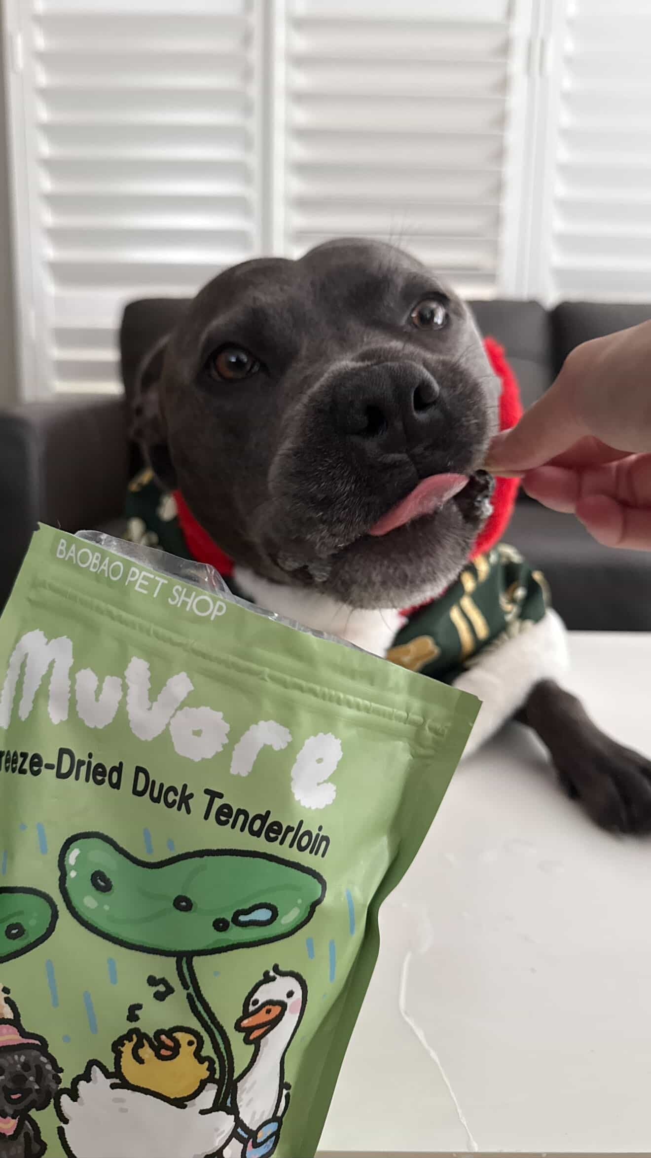 Dog holding a package of Muvore Freeze-Dried Duck Tenderloin with a person offering food.