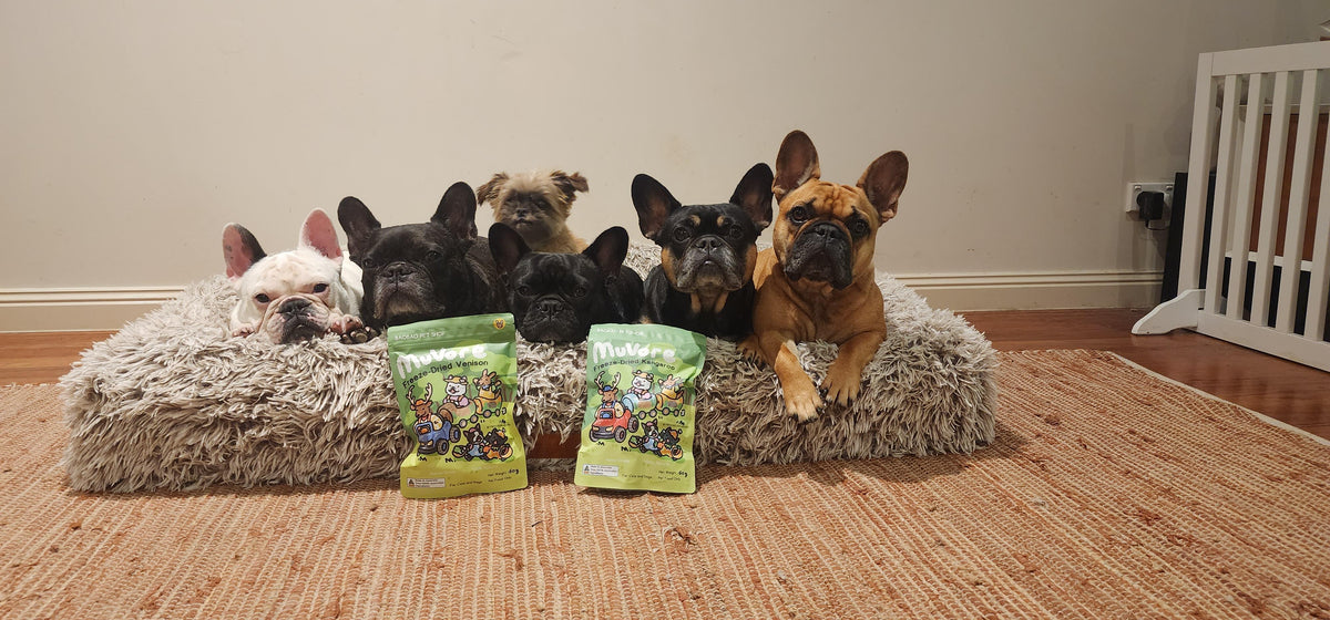 Group of dogs sitting on a fluffy rug with two bags of freeze dried kangaroo and venison in front.
