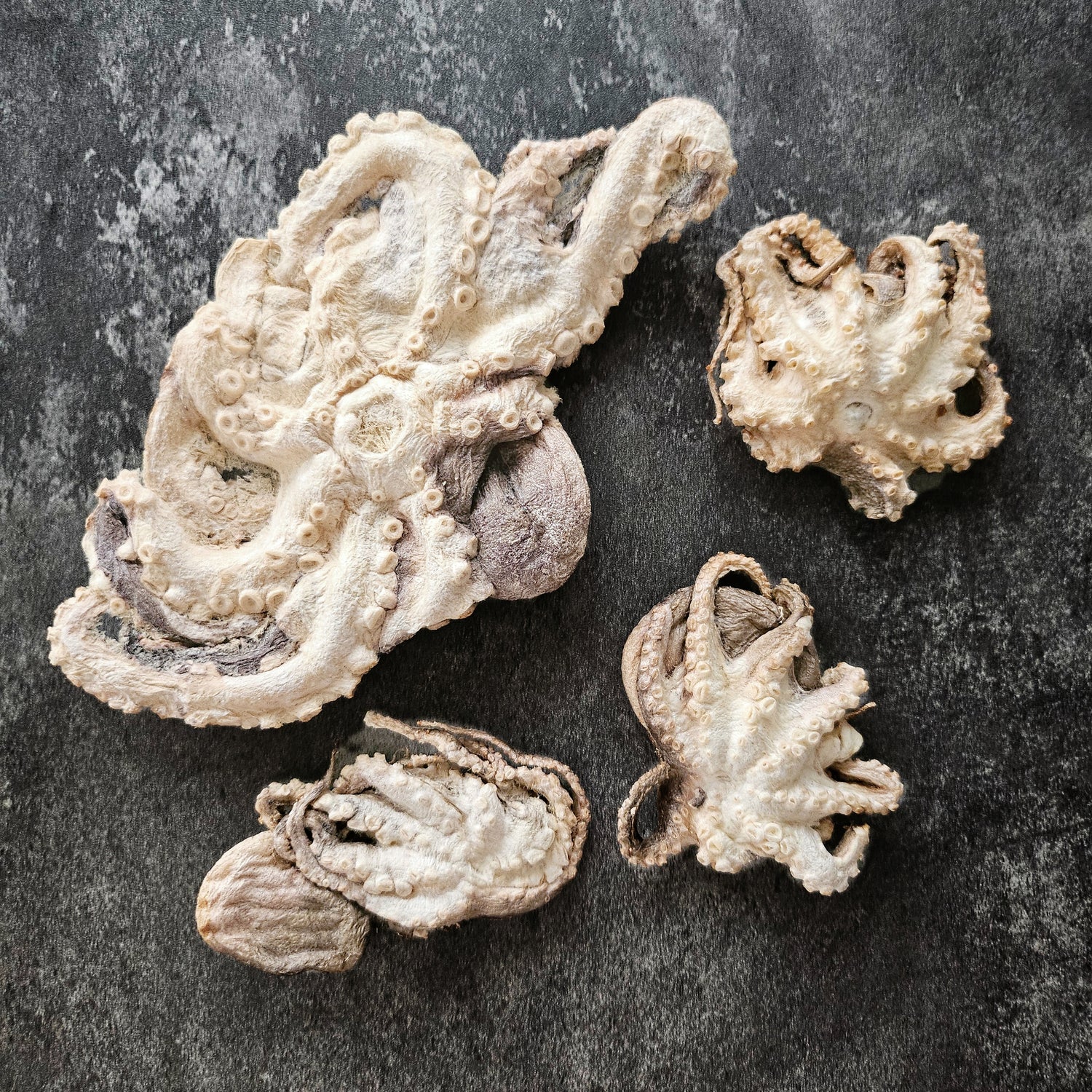 Freeze-Dried Baby Octopus